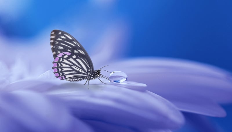 Ethereal Whispers